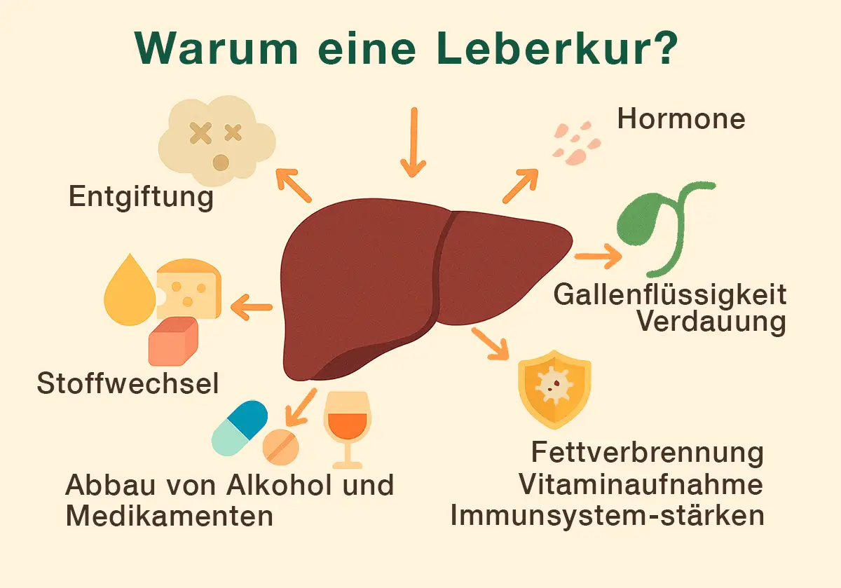 Illustration zu Leberkur, Ernährung und Lebensstil