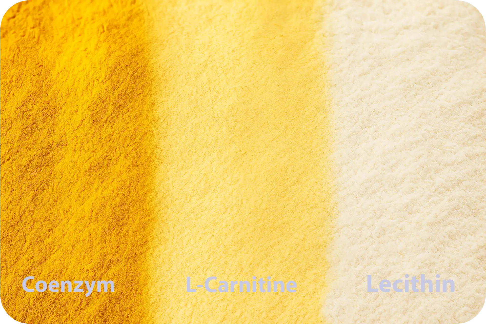 Zutatenübersicht SaniQ10: Coenzym Q10, L-Carnitin, Lecithin, Hagebutte (Vitamin C), Eisen, Magnesium, Niacin, Thiamin, Selen