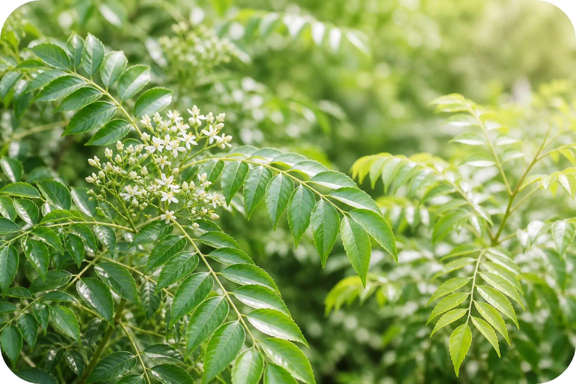 Grüne Blätter und weiße Blüten eines Currybaums (Murraya koenigii)
