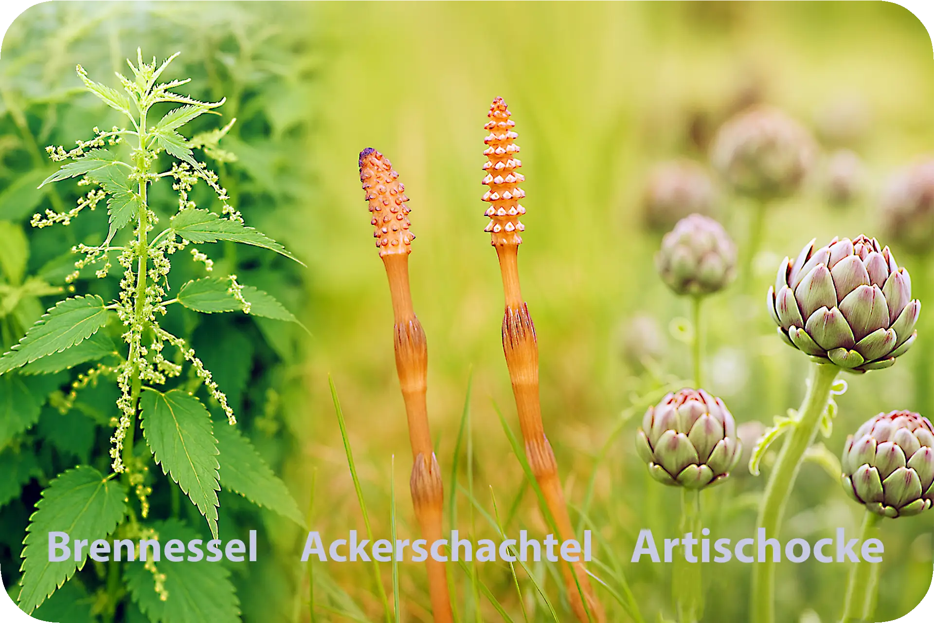 Zutatenübersicht: Calciumcarbonat, Magnesiumcarbonat, Artischocke, Acerola (Vitamin C), Vitamin K2 & D3 – Osteoproson