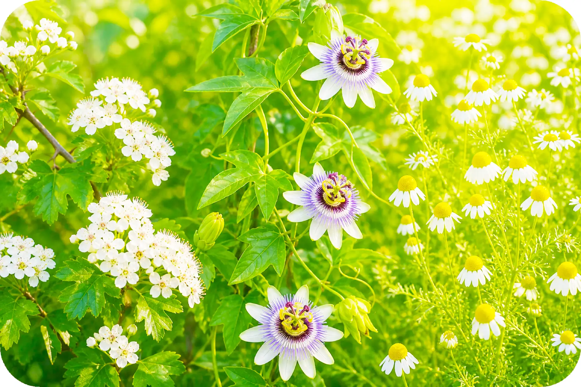 Weiße Blüten und grüne Pflanzen in einer natürlichen Wiesenlandschaft