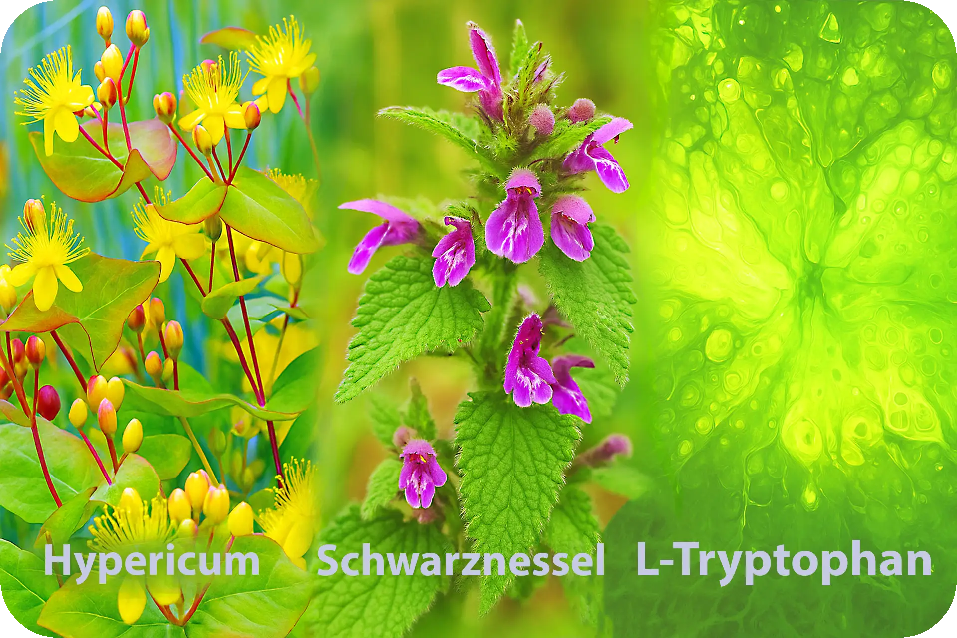 Zutatenübersicht Consan: Johanniskraut, Schwarznessel, L-Tryptophan, Biotin (B7), Folat (B9)