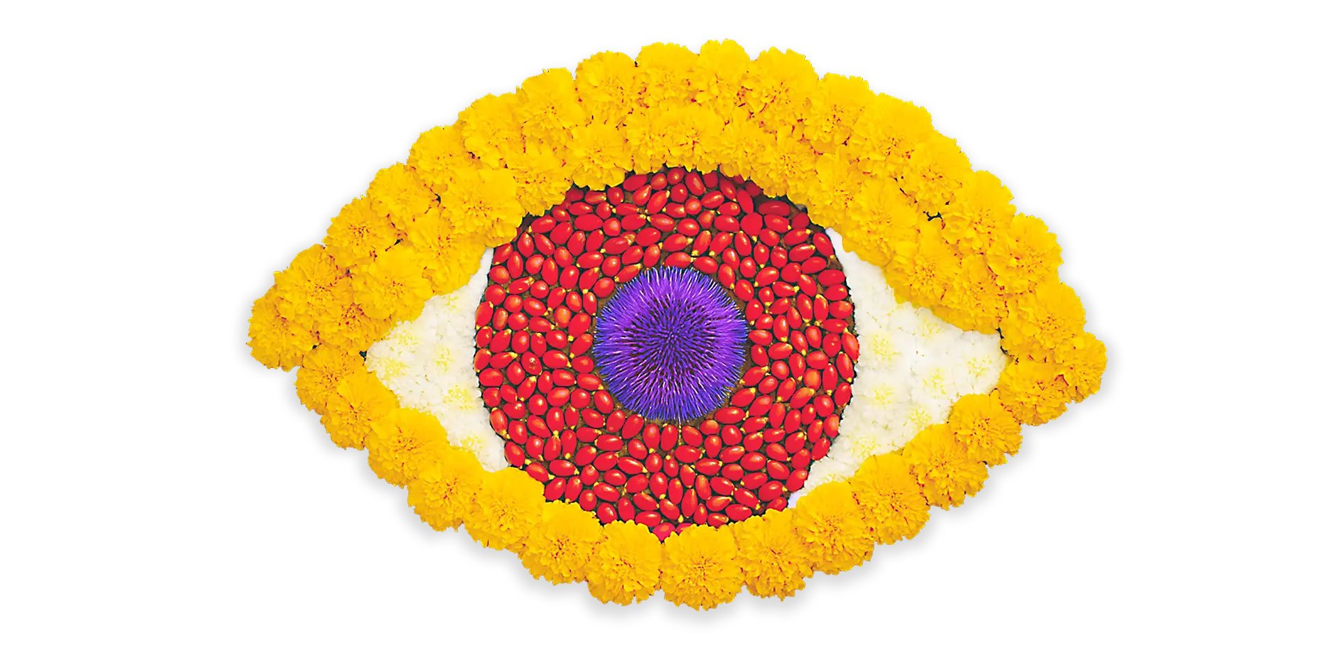 Auge als Collage mit Pflanzenextrakten: Blaubeere, Studentenblume, Chrysanthellum, Dunaliella – Oculux