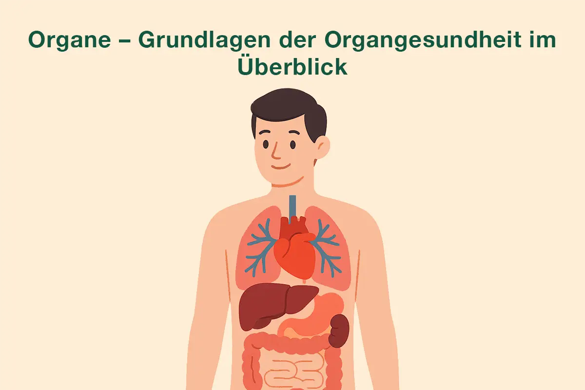 Organe – Grundlagen der Organgesundheit