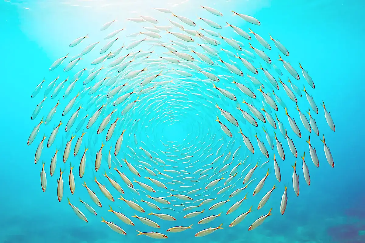 Fischöl aus Wildfang  Seefischen als natürliche Omega 3 Quelle