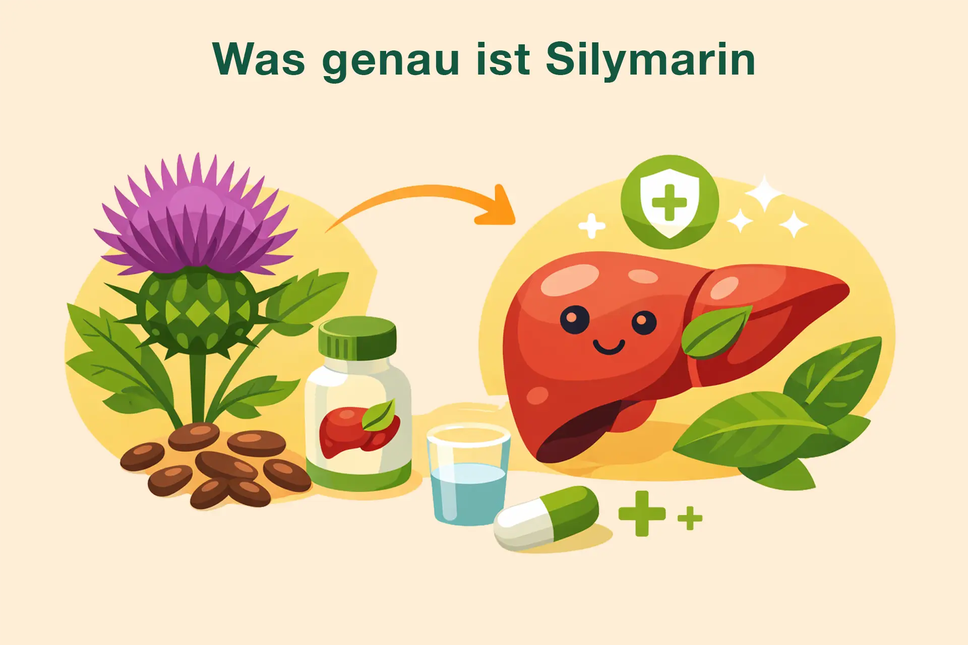 Was genau ist Silymarin – Illustration