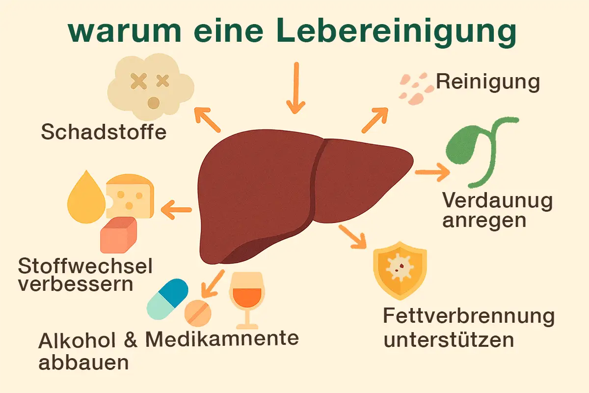 Was versteht man unter einer Leberreinigung und wie laeuft sie ab