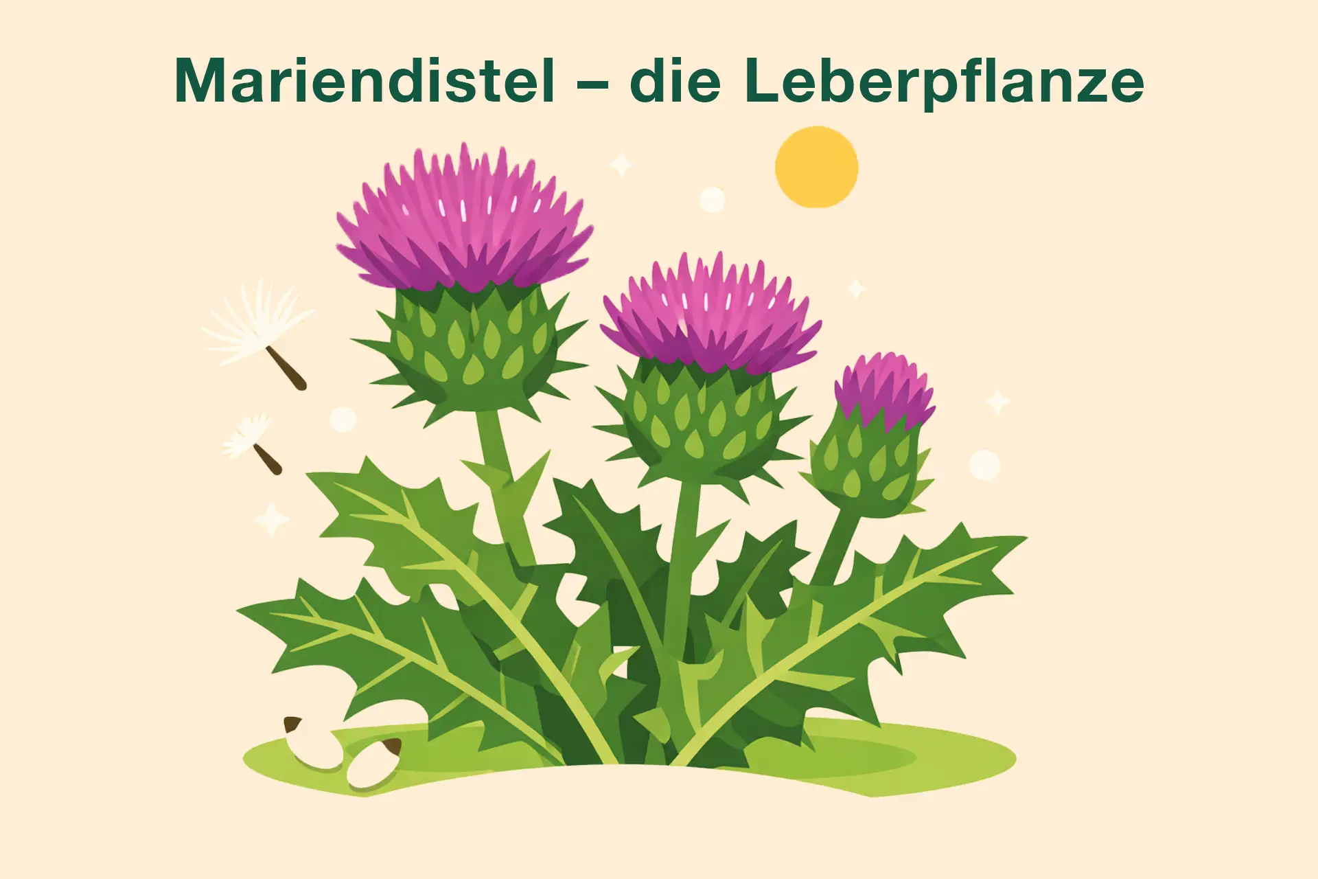 Die Mariedistel ist die Leberpflanze