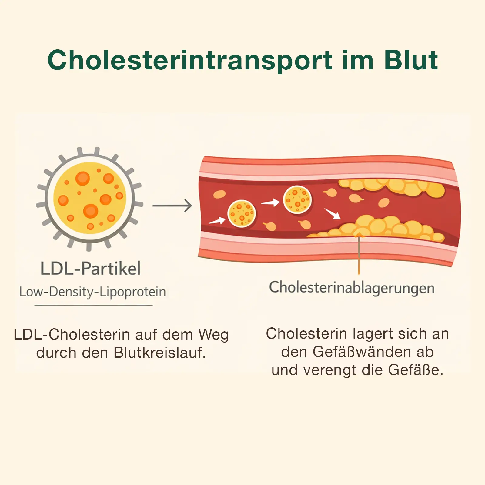 Schematische Darstellung von Cholesterin im Blut mit LDL-, HDL-Transport und Rolle der Leber im Fettstoffwechsel