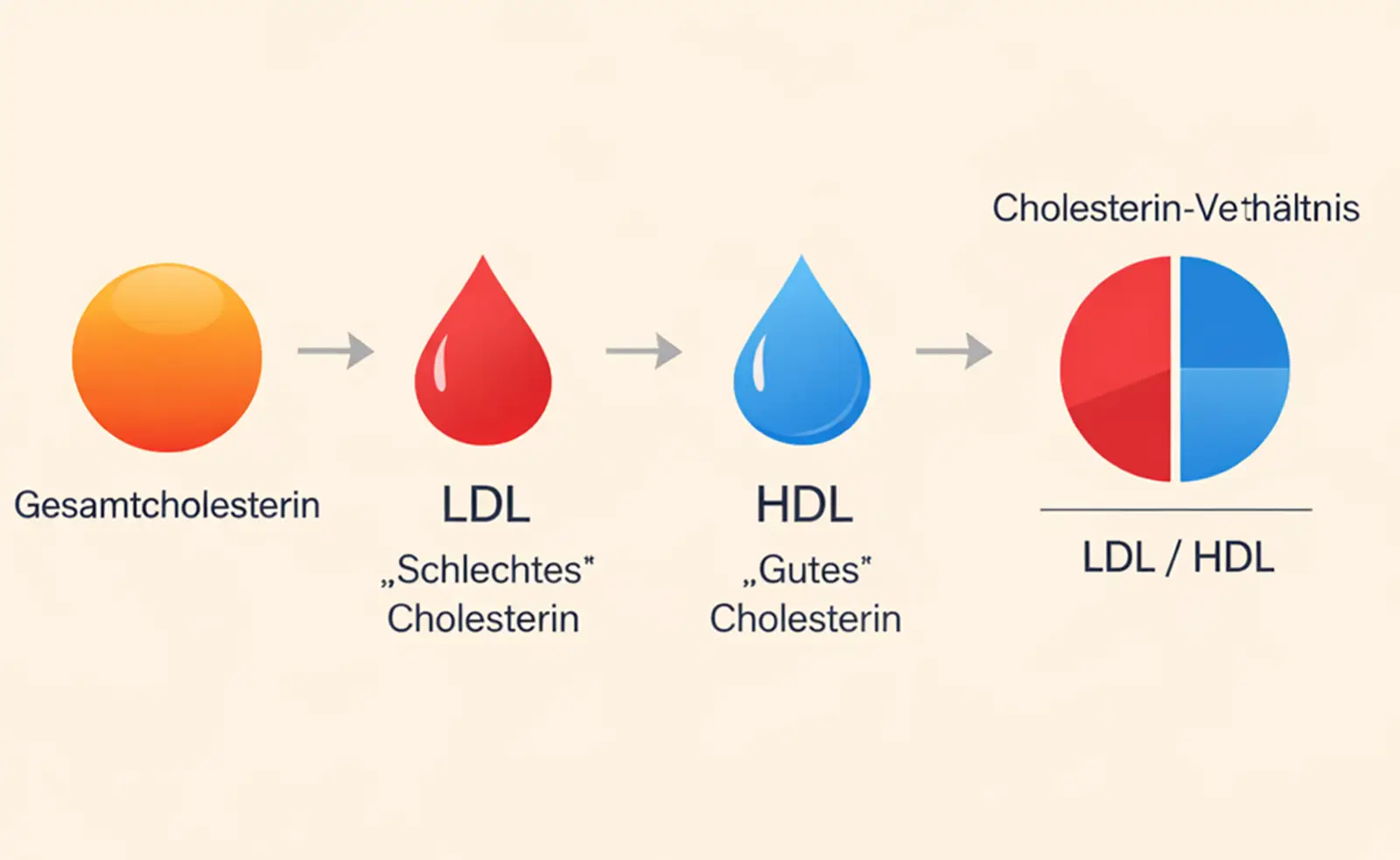 Schematische Darstellung zum Cholesterin senken mit LDL- und HDL-Verhältnis im Fettstoffwechsel
