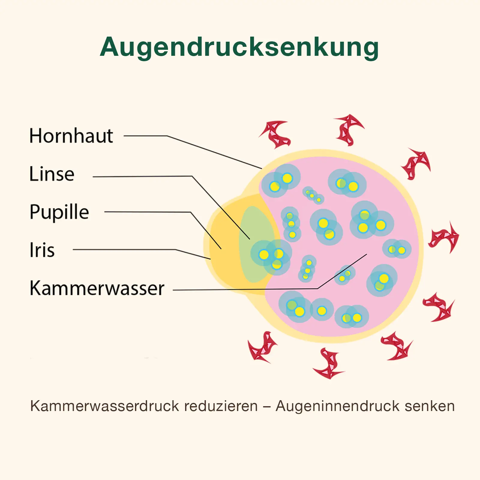 Der Zusammnehang zwischen Kammerwsserdruck und Augendrucksenkung