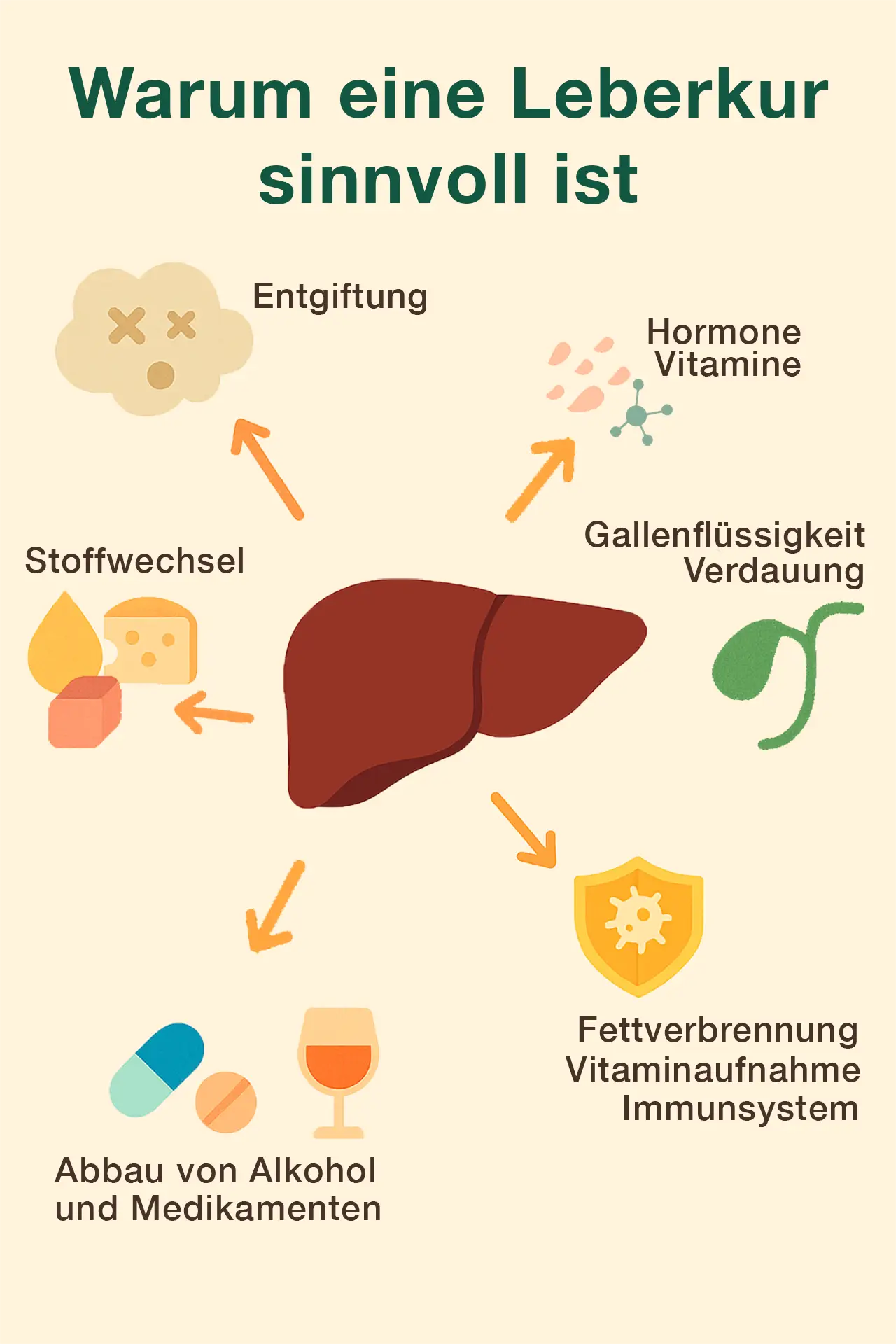 Was ist eine sinnvolle Leberkur ausmacht – Illustration