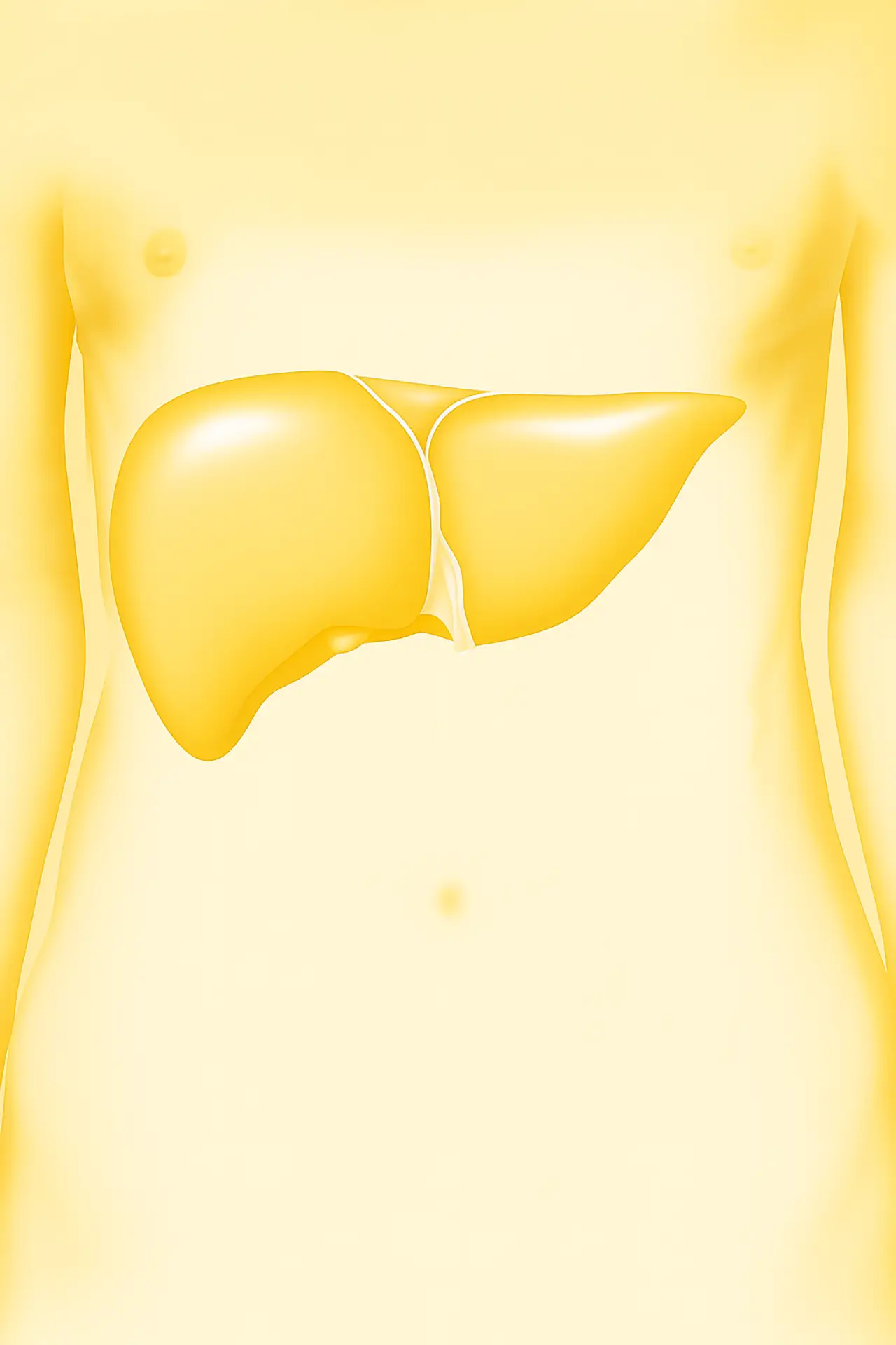 Themenübersicht zu Produkten rund um die Lebergesundheit